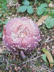 Monilinia fructigena