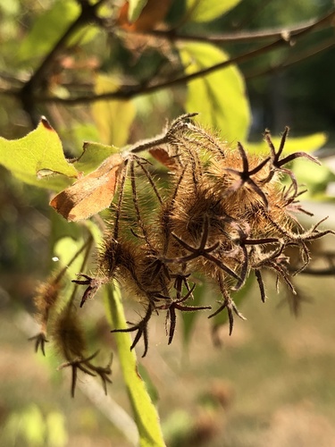 Kolkwitzia amabilis