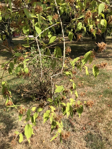Kolkwitzia amabilis