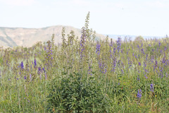 Delphinium × occidentale