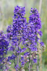 Delphinium × occidentale