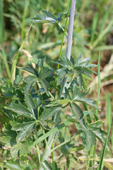 Delphinium × occidentale