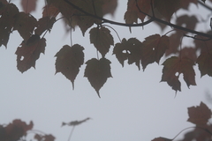 Acer morrisonense