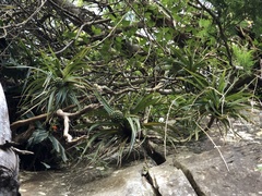 Pandanus montanus