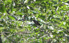 Pyrrhula nipalensis uchidai