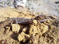 Phyllodactylus leei