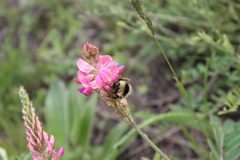 Bombus cullumanus