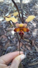 Diuris corymbosa