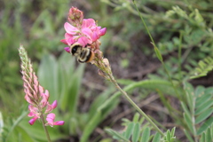 Bombus cullumanus