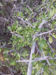 Pyrostria hystrix