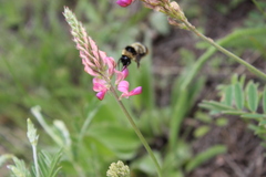 Bombus cullumanus