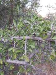 Pyrostria hystrix