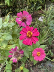 Zinnia elegans