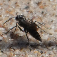 Pompilus cinereus