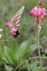 Bombus cullumanus