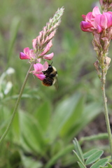 Bombus cullumanus