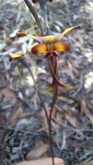 Diuris corymbosa