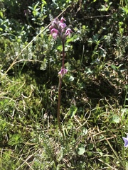 Pedicularis ornithorhynchos