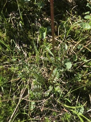 Pedicularis ornithorhynchos