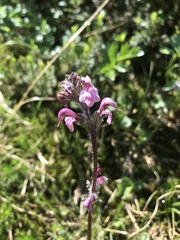 Pedicularis ornithorhynchos