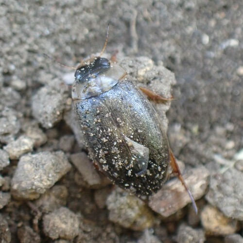Rhantus consimilis