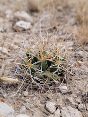 Coryphantha robustispina scheeri
