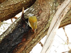 Chloropicus spodocephalus