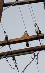 Accipiter cooperii