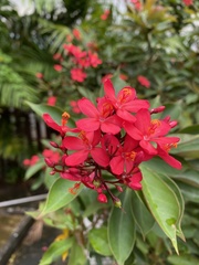 Jatropha integerrima