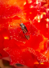 Acmaeodera quadrivittatoides