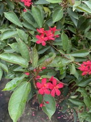 Jatropha integerrima