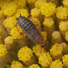 Capraiellus panzeri