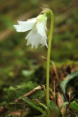 Shortia rotundifolia