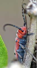 Tetraopes quinquemaculatus