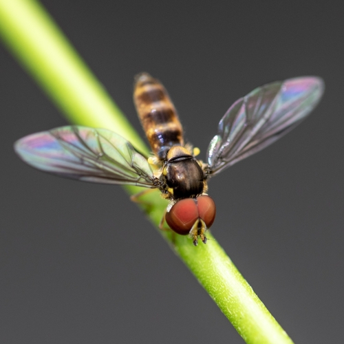 Ocyptamus antiphates