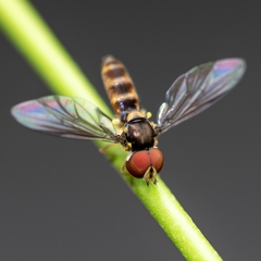 Ocyptamus antiphates