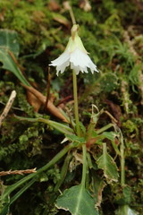 Shortia rotundifolia
