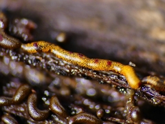 Willkommlangea reticulata