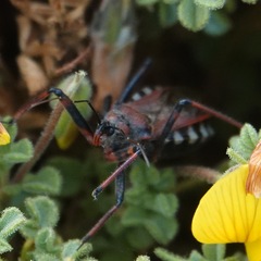 Rhynocoris erythropus