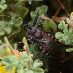 Rhynocoris erythropus