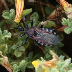 Rhynocoris erythropus