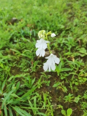 Habenaria suaveolens