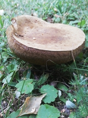 Rubroboletus legaliae