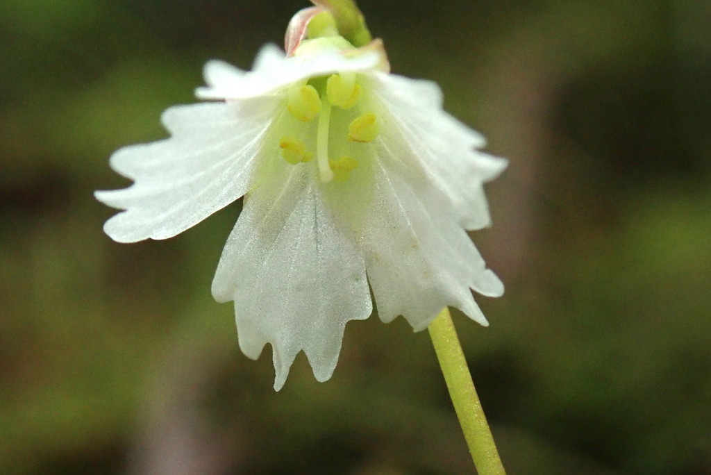 Shortia rotundifolia