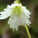 Shortia rotundifolia - Photo (c) 陳佑淇, algunos derechos reservados (CC BY-NC), uploaded by 陳佑淇