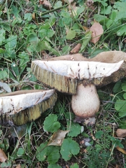 Rubroboletus legaliae
