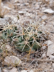 Coryphantha robustispina scheeri