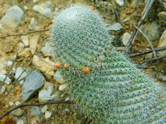 Mammillaria dixanthocentron