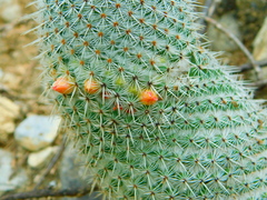 Mammillaria dixanthocentron