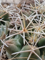 Coryphantha robustispina scheeri